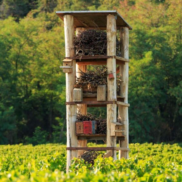 Lebenstum im Weinberg des Weingut Wilhelmshof