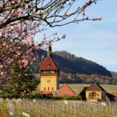 Bio-Weingut-Wilhelmshof-Mandelblüten-Frühling