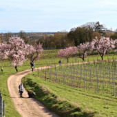 Mandelbläume in der Pfalz